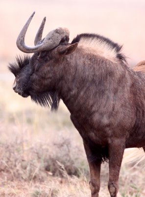 BOVID - WILDEBEEST - BLACK WILDEBEEST - MOUNTAIN ZEBRA  NATIONAL PARK SOUTH AFRICA (6).JPG