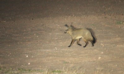 CANID - FOX - BAT-EARED FOX - KGALAGADI NATIONAL PARK SOUTH AFRICA (3).JPG