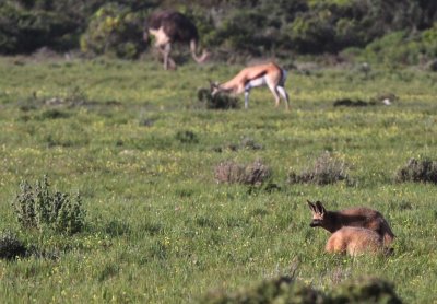 CANID - FOX - BAT-EARED FOX - WEST COAST NATIONAL PARK SOUTH AFRICA (10).JPG