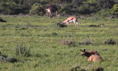 CANID - FOX - BAT-EARED FOX - WEST COAST NATIONAL PARK SOUTH AFRICA (11).JPG