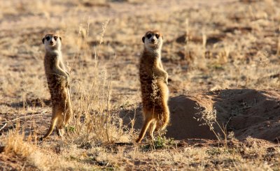 MUSTELID - MEERKAT - KALAHARI OR KGALAGADI GEMSBOK NP (111).JPG