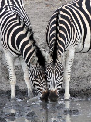 EQUID - ZEBRA - BURCHELLS ZEBRA - IMFOLOZI NATIONAL PARK SOUTH AFRICA (10).JPG