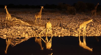 GIRAFFE - ANGOLAN GIRAFFE - AT NIGHT AT WATERHOLE - ETOSHA NATIONAL PARK NAMIBIA (7).JPG