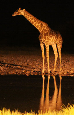 GIRAFFE - ANGOLAN GIRAFFE - NIGHT AT WATERHOLE - ETOSHA NATIONAL PARK NAMIBIA (3).JPG