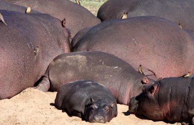 HIPPO - KRUGER NATIONAL PARK SOUTH AFRICA (11).JPG