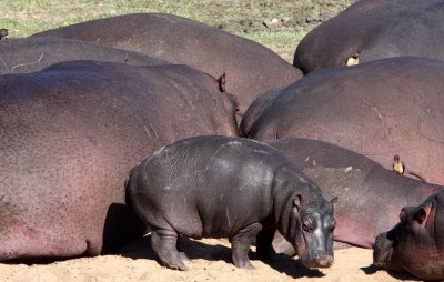 HIPPO - KRUGER NATIONAL PARK SOUTH AFRICA (8).JPG