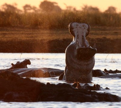 HIPPO - SUNSET CRUISE ON THE CHOBE - CHOBE NATIONAL PARK BOTSWANA (23).JPG
