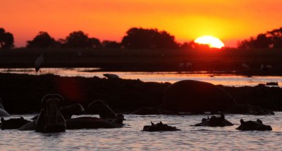 HIPPO - SUNSET CRUISE ON THE CHOBE - CHOBE NATIONAL PARK BOTSWANA (42).JPG