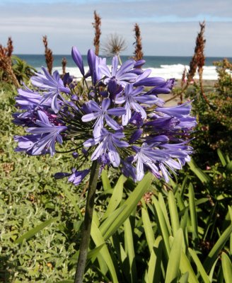 AGAPANTHACEAE - AGAPANTHUS AFRICANUS - BLUE AGAPANTHUS - TSITSIKAMMA NATIONAL PARK SOUTH AFRICA (11).JPG