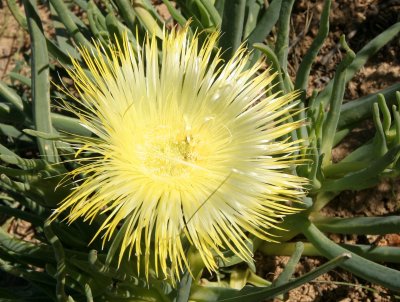 AIZOACEAE - CHEIRIDOPSIS SPECIES - NAMAQUALAND SOUTH AFRICA (8).JPG