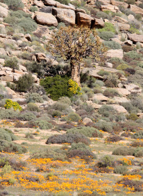 ASPHODELACEAE - ALOE DICHOTOMA - KOKERBOOM - SPRINGBOK NAMAQUALAND RSA.JPG