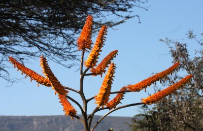 ASPHODELACEAE - ALOE FEROX - SWAZILAND (3).JPG