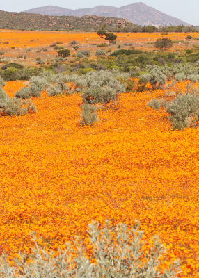 ASTERACEAE - OSTEOSPERMUM HYOSEROIDES - NAMAQUA WIDOWSEED - NAMAQUALAND SOUTH AFRICA (27).JPG