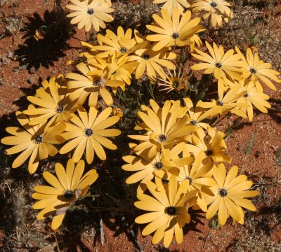 ASTERACEAE - SPECIES - NAMAQUALAND - GOEGAP NATURE PRESERVE SOUTH AFRICA (11).JPG