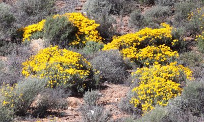 ASTERACEAE - SPECIES - NAMAQUALAND - GOEGAP NATURE PRESERVE SOUTH AFRICA (5).JPG