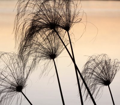 CYPERACEAE -  CYPERUS PAPYRUS - CHOBE NATIONAL PARK BOTSWANA - PAPYRUS ON RIVER CHOBE (2).JPG