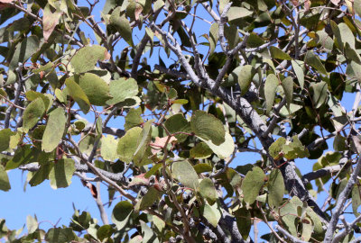 FABACEAE - COLOPHOSPERMUM MOPANE - MOPANE TREE - ETOSHA NATIONAL PARK NAMIBIA - MOPANE TREE.JPG