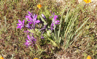 IRIDACEAE - BABIANA SPECIES - NAMAQUALAND SOUTH AFRICA (4).JPG