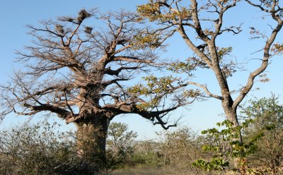 MALVACEAE - ADANSONIA DIGITATA - AFRICAN BAOBAB TREE - KALAHARI DESERT PLANET BAOBAB BOTSWANA.JPG