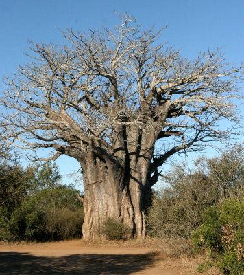 MALVACEAE - ADANSONIA DIGITATA - AFRICAN BAOBAB TREE - KRUGER NATIONAL PARK SOUTH AFRICA.JPG