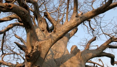 MALVACEAE - ADANSONIA DIGITATA - AFRICAN BAOBAB TREE - NATIONAL PARK NEAR POPA FALLS NAMIBIA (4).JPG