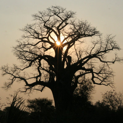 MALVACEAE - ADANSONIA DIGITATA - AFRICAN BAOBAB TREE - NATIONAL PARK NEAR POPA FALLS NAMIBIA (6).JPG