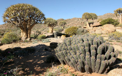 NAMAQUALAND - KOKERBOOM PLANT COMMUNITY  - GOEGAP NATURE RESERVE SOUTH AFRICA (25).JPG
