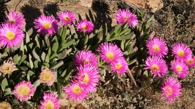 NAMAQUALAND - KOKERBOOM PLANT COMMUNITY  - GOEGAP NATURE RESERVE SOUTH AFRICA (31).JPG