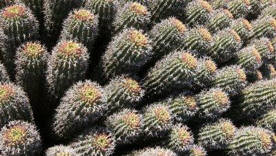 NAMAQUALAND - KOKERBOOM PLANT COMMUNITY  - GOEGAP NATURE RESERVE SOUTH AFRICA (36).JPG