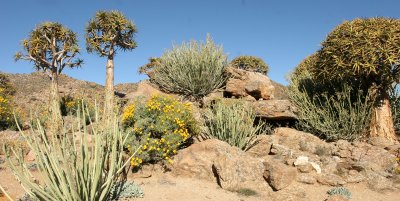 NAMAQUALAND - KOKERBOOM PLANT COMMUNITY  - GOEGAP NATURE RESERVE SOUTH AFRICA (39).JPG