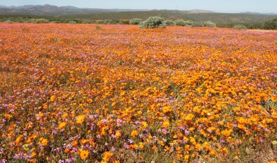NAMAQUALAND SOUTH AFRICA - WILDFLOWER VIEWING (7).JPG