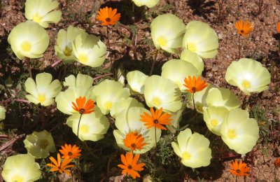 NEURADACEAE - GRIELUM HUMIFUSUM - MARITZWATER DESERT PRIMROSE - NAMAQUALAND NATIONAL PARK SOUTH AFRICA (3).JPG