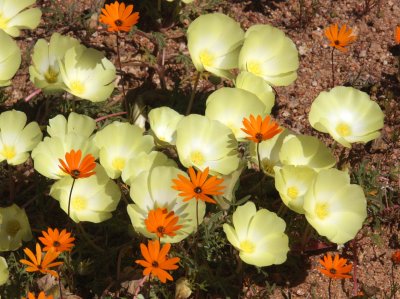 NEURADACEAE - GRIELUM HUMIFUSUM - MARITZWATER DESERT PRIMROSE - NAMAQUALAND NATIONAL PARK SOUTH AFRICA (6).JPG