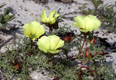 PLANT - WILDFLOWER SPECIES - ELAND'S BAY SOUTH AFRICA (9).JPG