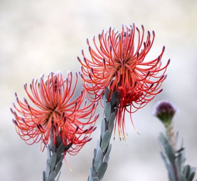 PROTEACEAE - LEUCOSPERMUM REFLEXUM - POCKET PINCUSHION - CAPE TOWN ARBORETUM SOUTH AFRICA (2).JPG