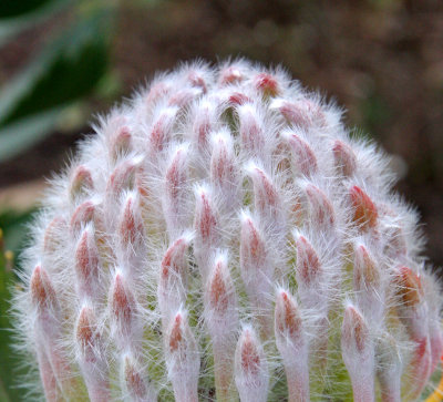 PROTEACEAE - LEUCOSPERMUM VESTITUM - SILKY-HAIRED PINCUSHION - CAPE TOWN ARBORETUM SOUTH AFRICA (5).JPG