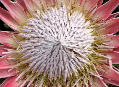 PROTEACEAE - PROTEA CYNAROIDES - CAPE TOWN ARBORETUM SOUTH AFRICA (11).JPG