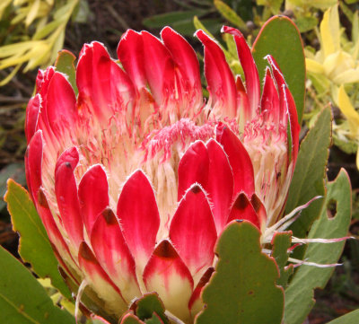 PROTEACEAE - PROTEA OBTUSIFOLIA - SUGARBUSH - DE HOOP RESERVE SOUTH AFRICA (2).JPG