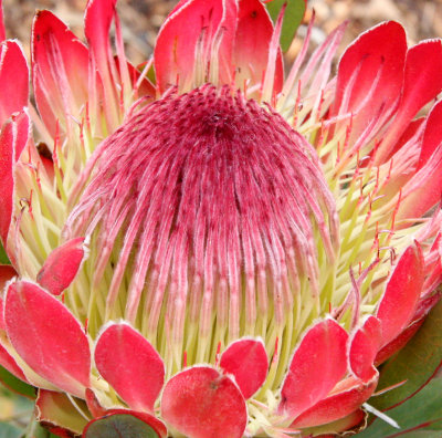 PROTEACEAE - PROTEA SUSANNAE - SUSAN'S SUGARBUSH - CAPE TOWN ARBORETUM SOUTH AFRICA (58).JPG