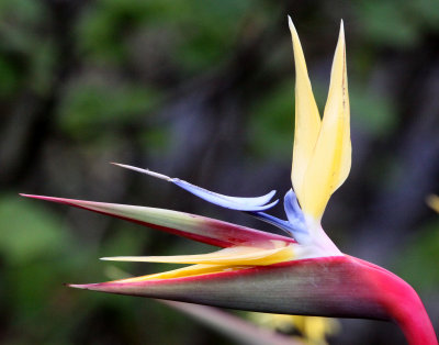 STRELITZIACEAE -- STRELITZIA SPECIES - BIRD OF PARADISE - CAPE TOWN ARBORETUM SOUTH AFRICA (3).JPG