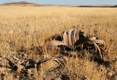 WELWITSHIACEAE - WELWITSCHIA MIRABILIS - SKELETON COAST NATIONAL PARK NAMIBIA (2).JPG