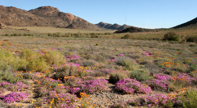 NAMAQUALAND - KOKERBOOM PLANT COMMUNITY  - GOEGAP NATURE RESERVE SOUTH AFRICA (10).JPG