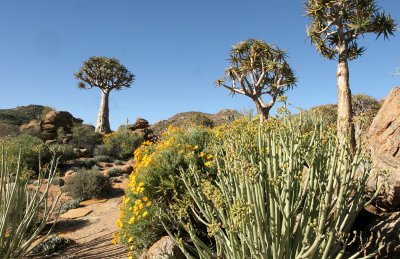 NAMAQUALAND - KOKERBOOM PLANT COMMUNITY  - GOEGAP NATURE RESERVE SOUTH AFRICA (42).JPG