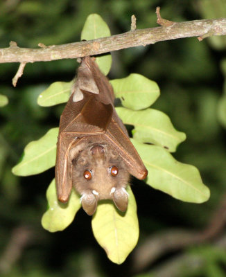 CHIROPTERA - WAHLBERGS EPAULETTED BAT - SAINT LUCIA PRESERVE