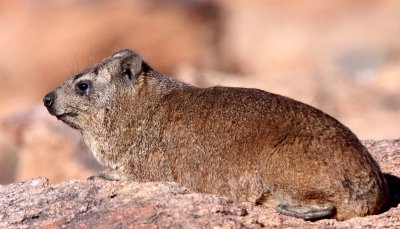 HYRACOIDEA - HYRAX - CAPE ROCK HYRAX OR DASSIE - AUGRABIES FALLS SOUTH AFRICA (25).JPG