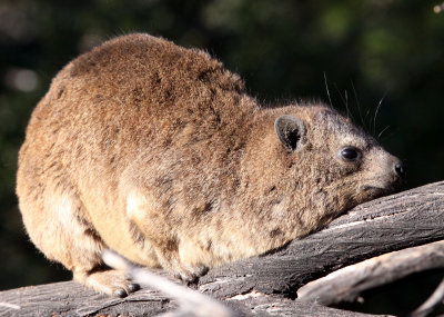 HYRACOIDEA - HYRAX - CAPE ROCK HYRAX OR DASSIE - AUGRABIES FALLS SOUTH AFRICA (3).JPG