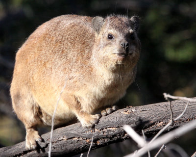 HYRACOIDEA - HYRAX - CAPE ROCK HYRAX OR DASSIE - AUGRABIES FALLS SOUTH AFRICA (7).JPG