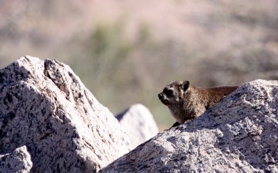 HYRACOIDEA - HYRAX - CAPE ROCK HYRAX OR DASSIE - PROCAVIA CAPENSIS CAPENSIS - AUGRABIES FALLS SOUTH AFRICA (5).JPG