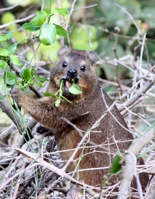 HYRACOIDEA - HYRAX - CAPE ROCK HYRAX OR DASSIE - TSITSIKAMMA NATIONAL PARK SOUTH AFRICA (2).JPG