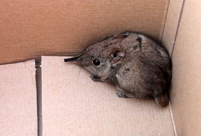 INSECTIVORA - ROCK ELEPHANT SHREW - MARRICK CAMP KIMBERLY